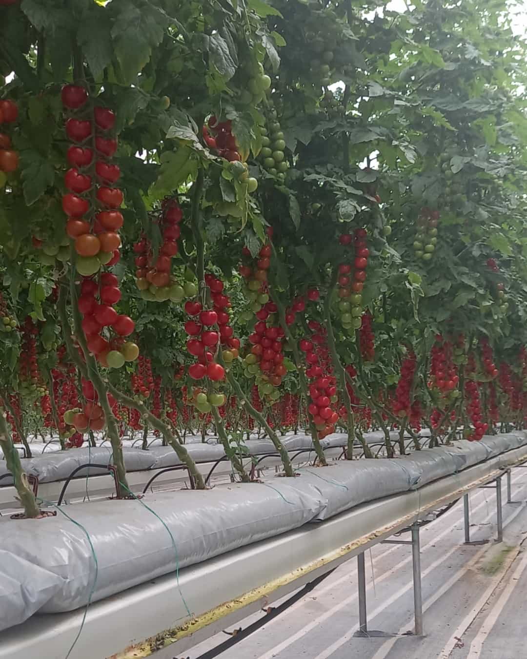 مجتمع گلخانه ای فامنین